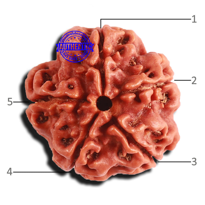 5 Mukhi Rudraksha from Nepal - Bead No. 339