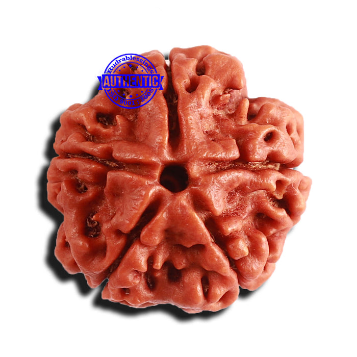 5 Mukhi Rudraksha from Nepal - Bead No. 339