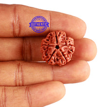 Load image into Gallery viewer, 5 Mukhi Rudraksha from Nepal - Bead No. 339
