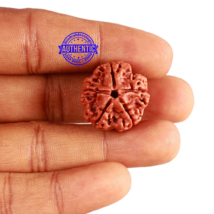 5 Mukhi Rudraksha from Nepal - Bead No. 339
