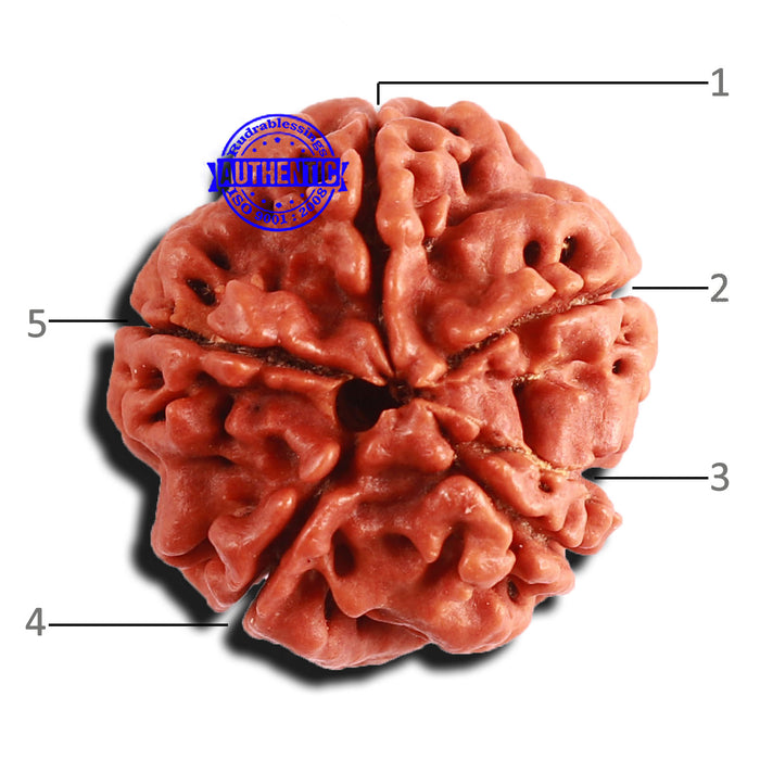 5 Mukhi Rudraksha from Nepal - Bead No. 340