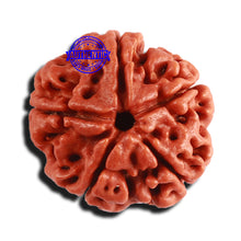 Load image into Gallery viewer, 5 Mukhi Rudraksha from Nepal - Bead No. 340
