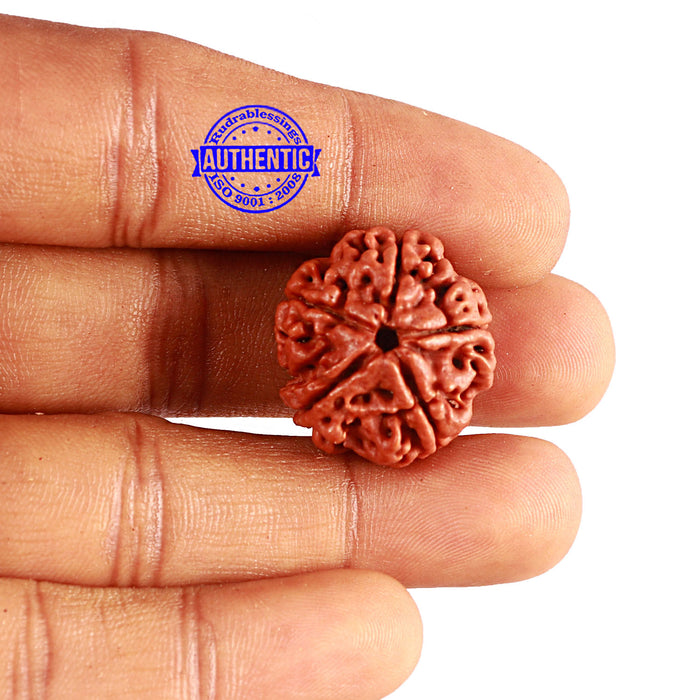 5 Mukhi Rudraksha from Nepal - Bead No. 340