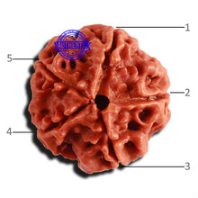Load image into Gallery viewer, 5 Mukhi Rudraksha from Nepal - Bead No. 343
