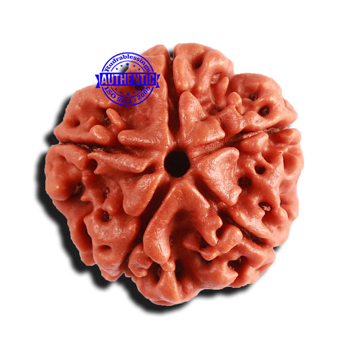 5 Mukhi Rudraksha from Nepal - Bead No. 343