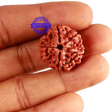 Load image into Gallery viewer, 5 Mukhi Rudraksha from Nepal - Bead No. 347
