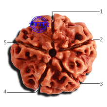 Load image into Gallery viewer, 5 Mukhi Rudraksha from Nepal - Bead No. 349
