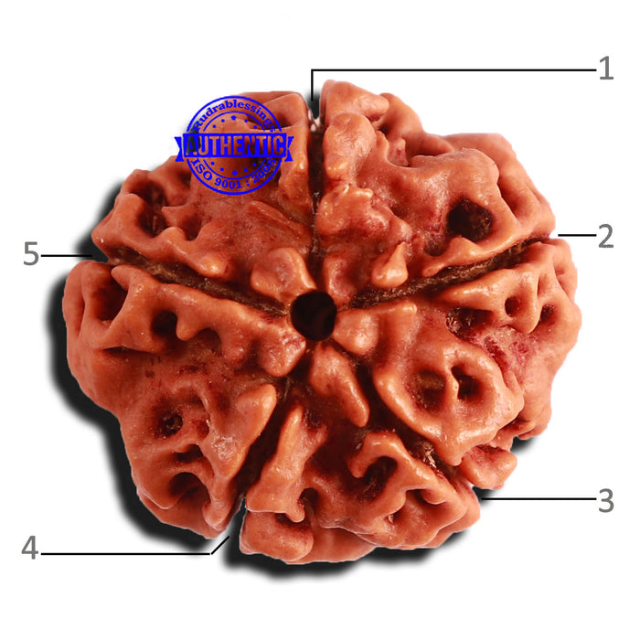 5 Mukhi Rudraksha from Nepal - Bead No. 349