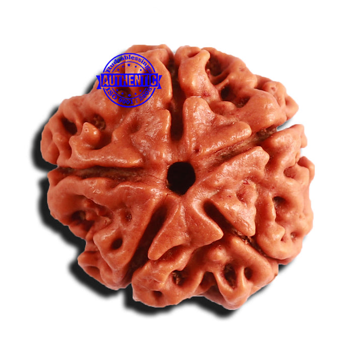 5 Mukhi Rudraksha from Nepal - Bead No. 349