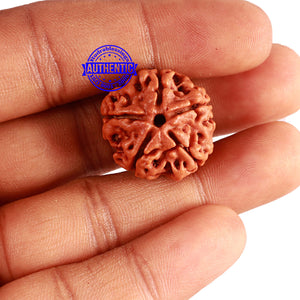 5 Mukhi Rudraksha from Nepal - Bead No. 349
