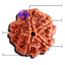 Load image into Gallery viewer, 5 Mukhi Rudraksha from Nepal - Bead No. 356
