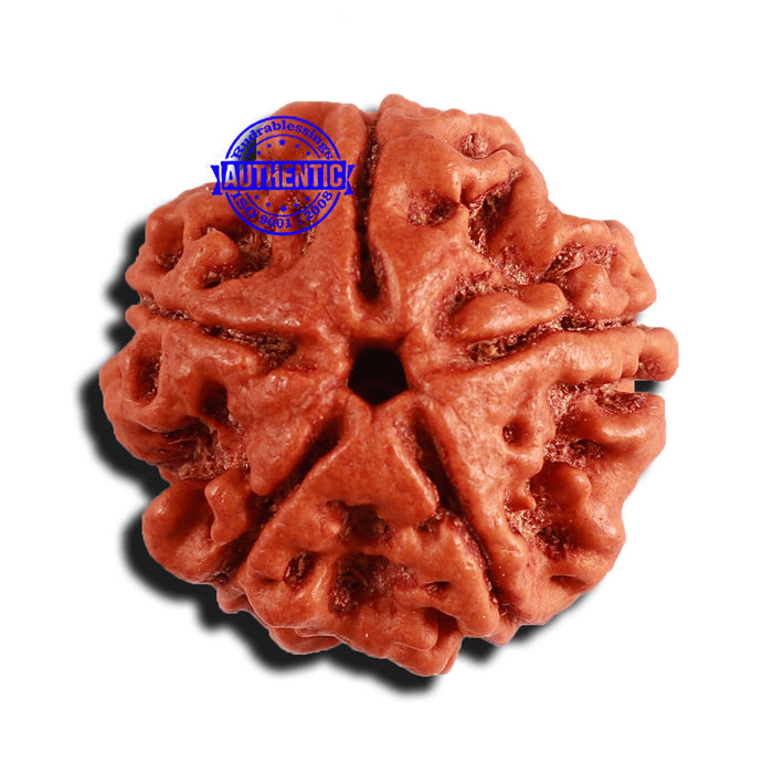 5 Mukhi Rudraksha from Nepal - Bead No. 356