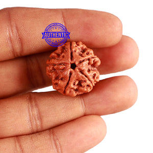 5 Mukhi Rudraksha from Nepal - Bead No. 356