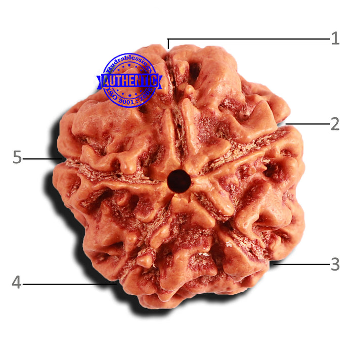 5 Mukhi Rudraksha from Nepal - Bead No. 360