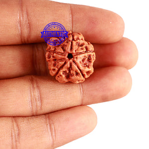 5 Mukhi Rudraksha from Nepal - Bead No. 360