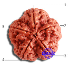 Load image into Gallery viewer, 5 Mukhi Rudraksha from Nepal - Bead No. 363
