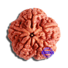 Load image into Gallery viewer, 5 Mukhi Rudraksha from Nepal - Bead No. 363
