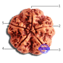 Load image into Gallery viewer, 5 Mukhi Rudraksha from Nepal - Bead No. 365
