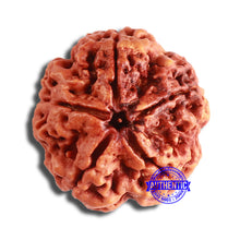 Load image into Gallery viewer, 5 Mukhi Rudraksha from Nepal - Bead No. 365
