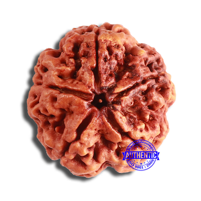 5 Mukhi Rudraksha from Nepal - Bead No. 365