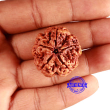 Load image into Gallery viewer, 5 Mukhi Rudraksha from Nepal - Bead No. 365

