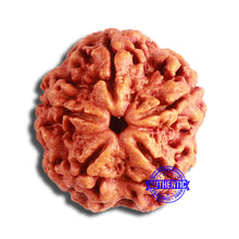 Load image into Gallery viewer, 5 Mukhi Rudraksha from Nepal - Bead No. 366
