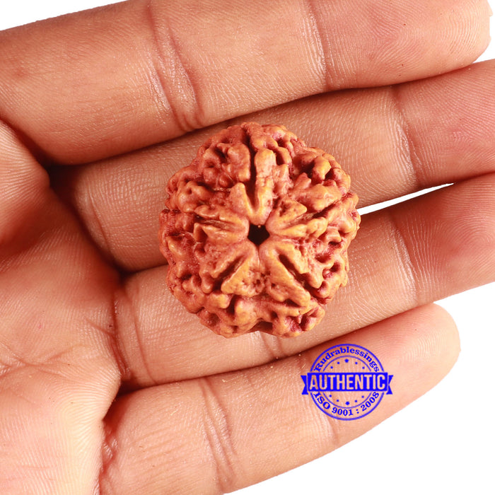 5 Mukhi Rudraksha from Nepal - Bead No. 366