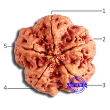 Load image into Gallery viewer, 5 Mukhi Rudraksha from Nepal - Bead No. 367

