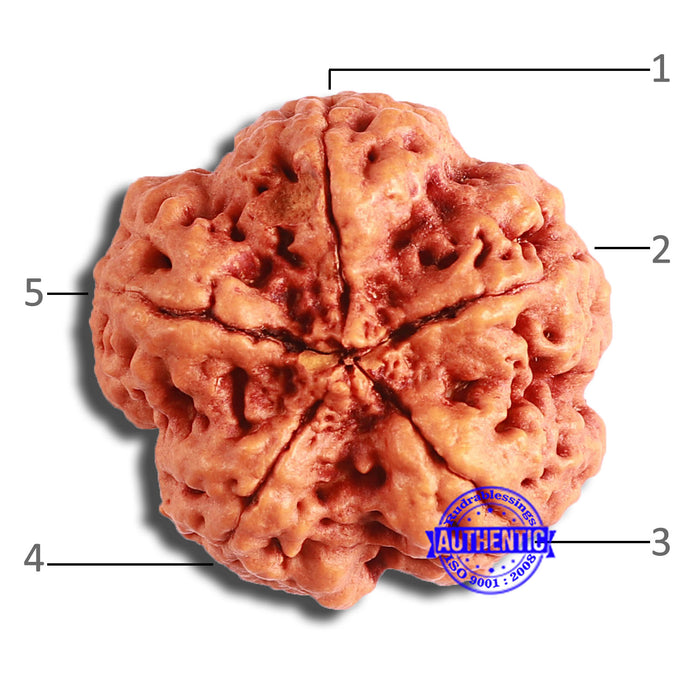 5 Mukhi Rudraksha from Nepal - Bead No. 367