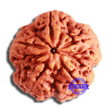 Load image into Gallery viewer, 5 Mukhi Rudraksha from Nepal - Bead No. 367
