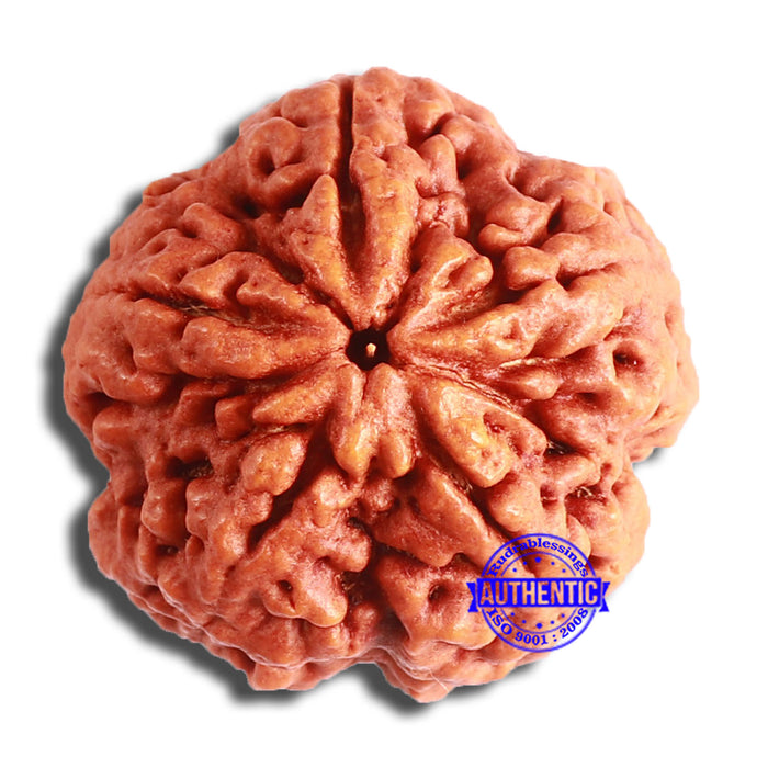 5 Mukhi Rudraksha from Nepal - Bead No. 367