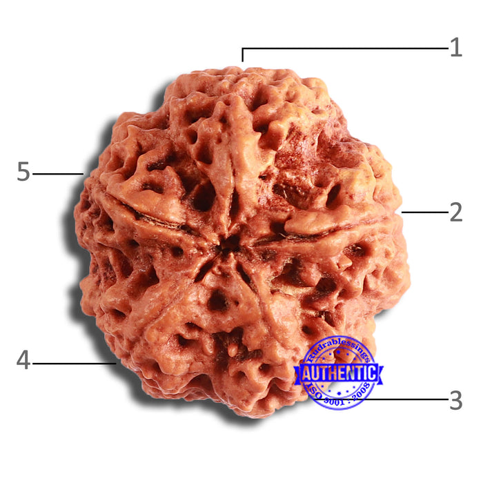 5 Mukhi Rudraksha from Nepal - Bead No. 368