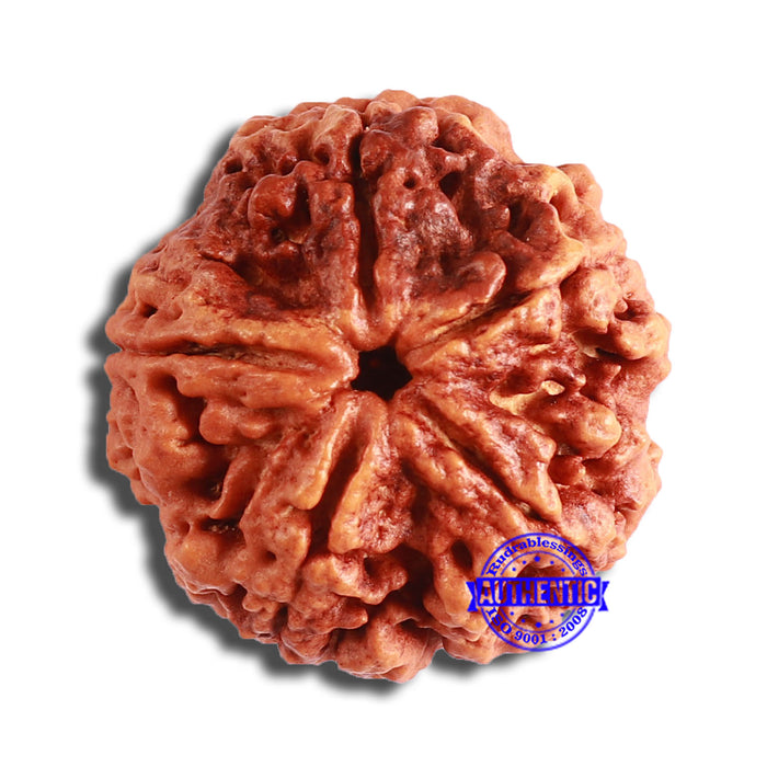 5 Mukhi Rudraksha from Nepal - Bead No. 368