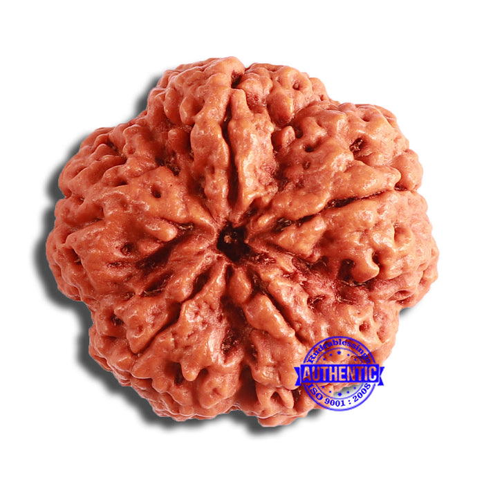 5 Mukhi Rudraksha from Nepal - Bead No. 369