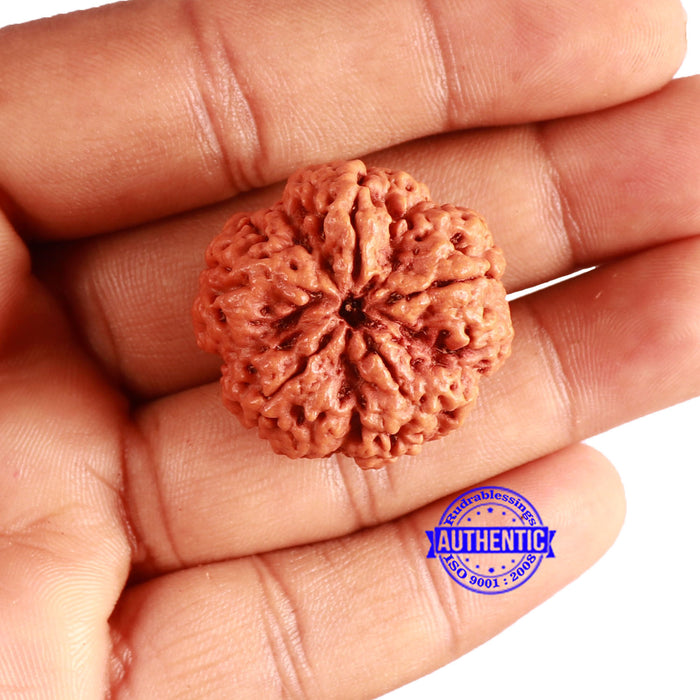 5 Mukhi Rudraksha from Nepal - Bead No. 369