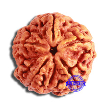 Load image into Gallery viewer, 5 Mukhi Rudraksha from Nepal - Bead No. 370
