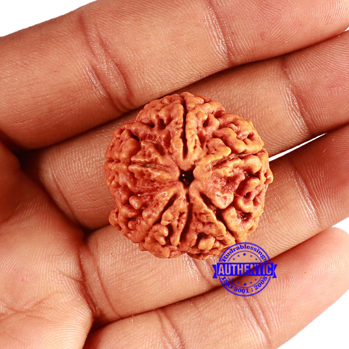 5 Mukhi Rudraksha from Nepal - Bead No. 370