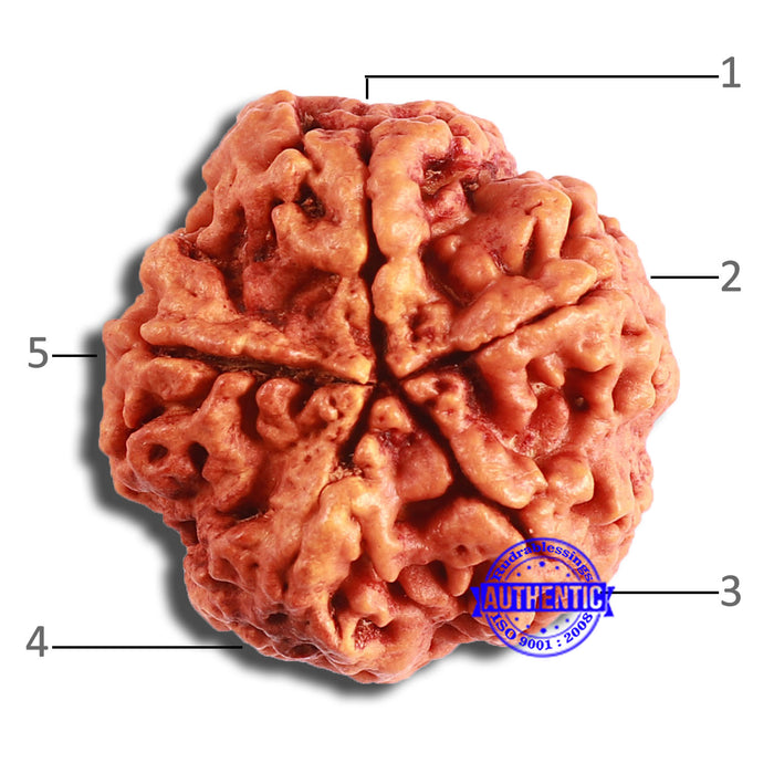 5 Mukhi Rudraksha from Nepal - Bead No. 371