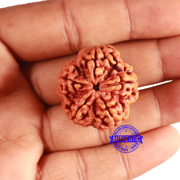 5 Mukhi Rudraksha from Nepal - Bead No. 371