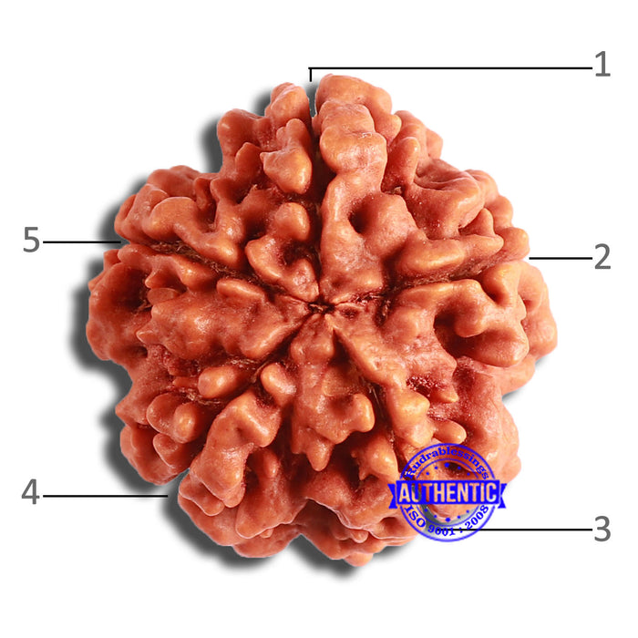 5 Mukhi Rudraksha from Nepal - Bead No. 372