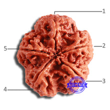 Load image into Gallery viewer, 5 Mukhi Rudraksha from Nepal - Bead No. 373
