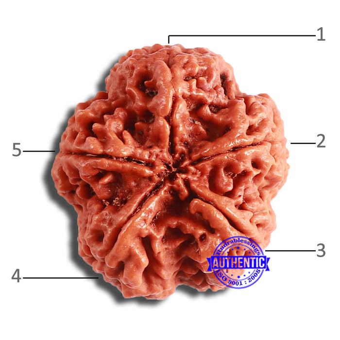 5 Mukhi Rudraksha from Nepal - Bead No. 373