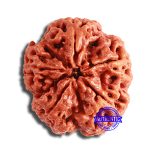 Load image into Gallery viewer, 5 Mukhi Rudraksha from Nepal - Bead No. 373
