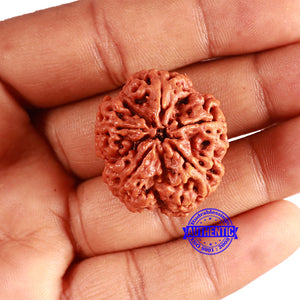 5 Mukhi Rudraksha from Nepal - Bead No. 373