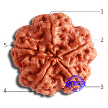 Load image into Gallery viewer, 5 Mukhi Rudraksha from Nepal - Bead No. 374
