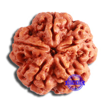 Load image into Gallery viewer, 5 Mukhi Rudraksha from Nepal - Bead No. 374
