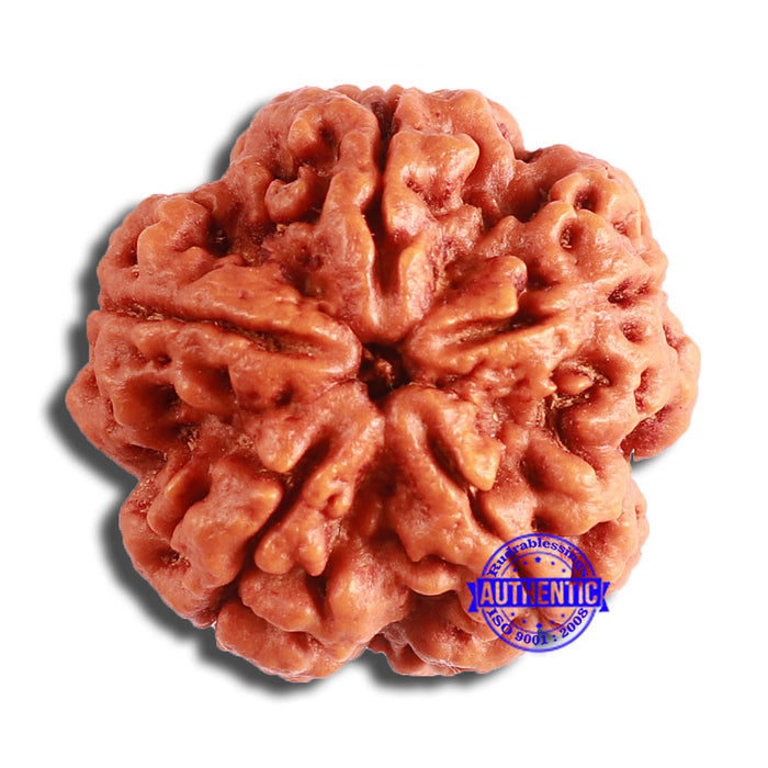 5 Mukhi Rudraksha from Nepal - Bead No. 374