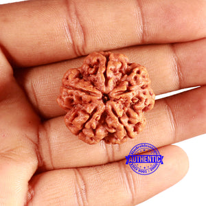 5 Mukhi Rudraksha from Nepal - Bead No. 374