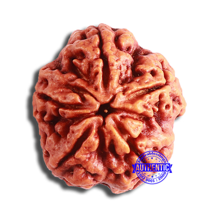 5 Mukhi Rudraksha from Nepal - Bead No. 375