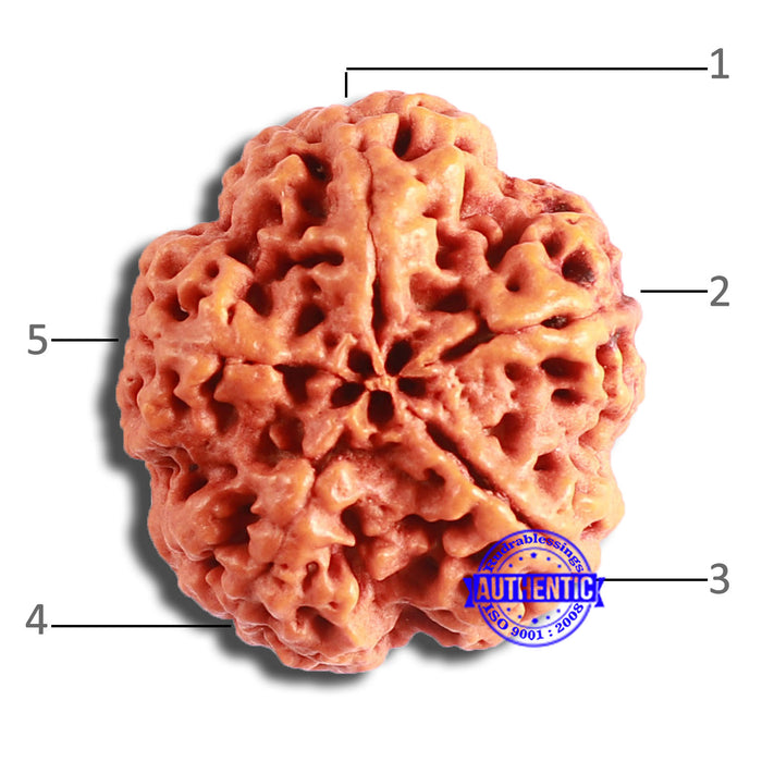 5 Mukhi Rudraksha from Nepal - Bead No. 376